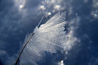 Bevroren sneeuw van Eline Koenen thumbnail