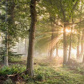 Zonnestralen van thowehey