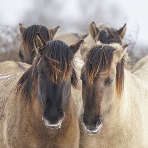 Konikpaarden van Dirk van Egmond