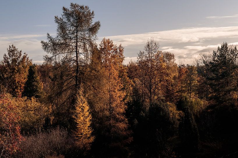Autumn leaves in the morning light by Severin Frank Fotografie