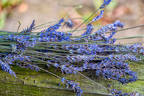 Ein Sträußchen aus Lavendelzweigen – eine farbenfrohe, natürliche Dekoration. von Patricia Hofmeester