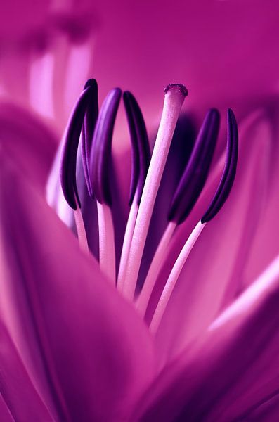 Lily by Violetta Honkisz