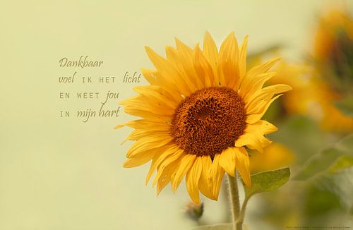 Zonnebloem omhoog gericht