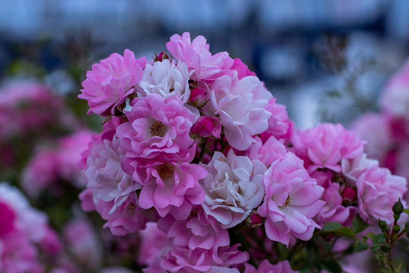 Rosa Strauß von Ingrid van Sichem