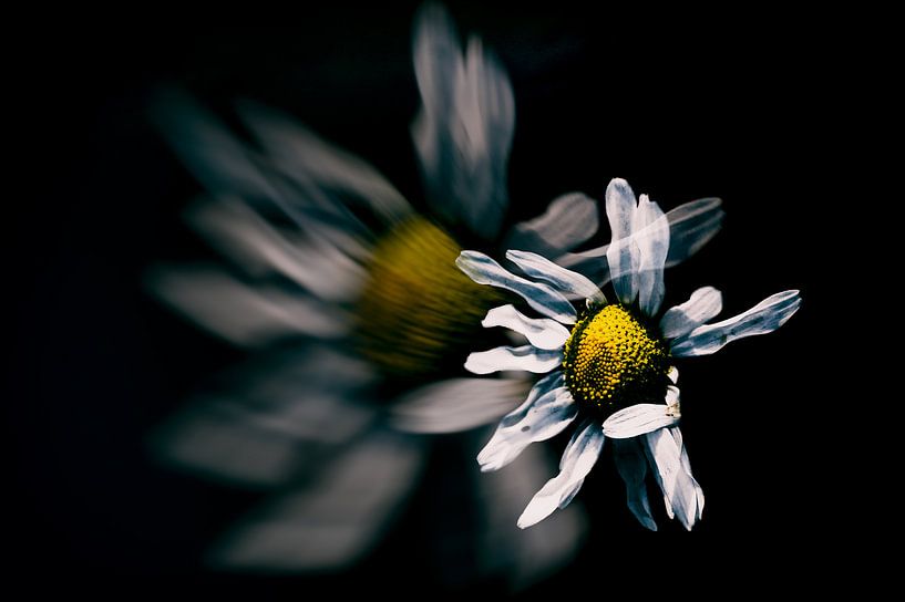 Madelief by ZEVNOV .