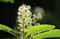 Beautiful White Phytolacca Pokeweed Flowers by Imladris Images thumbnail
