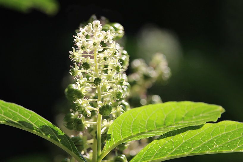 Beautiful White Phytolacca Pokeweed Flowers by Imladris Images