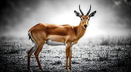 Majestueuze impala in eenzaamheid: wanddecoratie met selectieve kleurenfotografie van wilde dieren