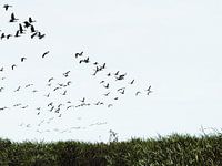 Gruppe von Vögeln am Himmel