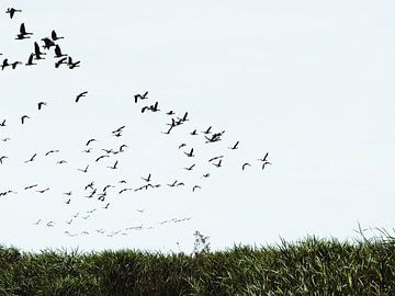 Een zwerm vogels van Janny Talhout