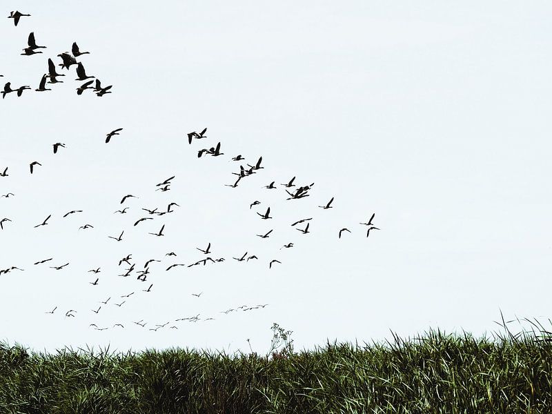 Group of birds in the sky by Janny Talhout