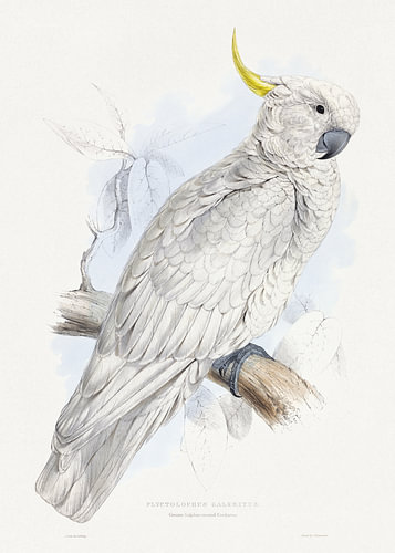 Edward Lear – Großer Gelbhaubenkakadu (1832)