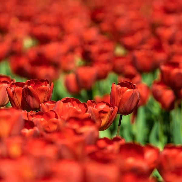 Rode tulpenveld von Floris van Woudenberg
