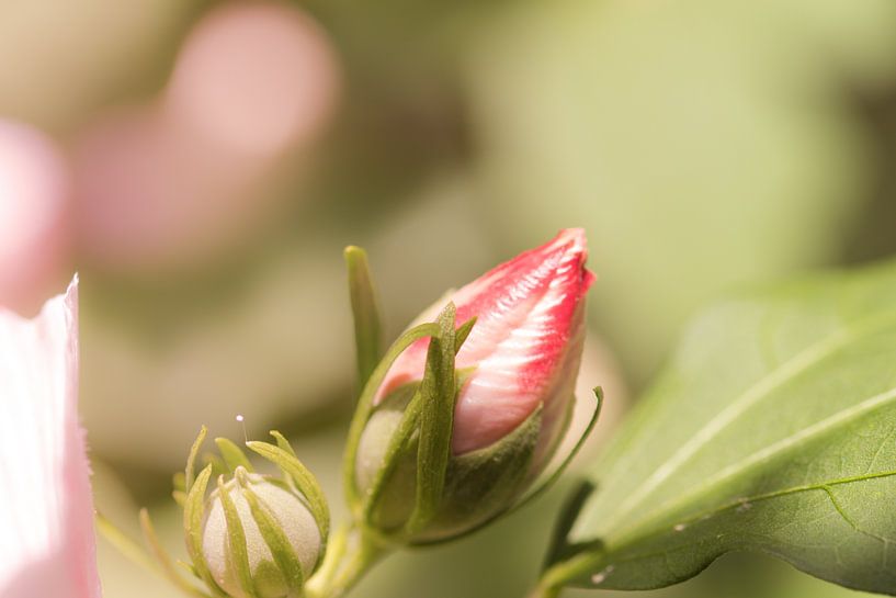 Hibiskusblüte von Dagmar Marina