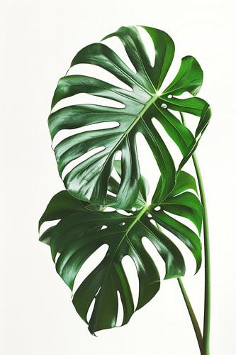 Tropische bladeren met een groene gloed