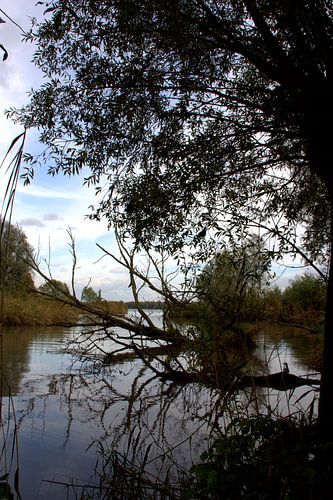 Verstilde kreek in de Dordtse Biesbosch