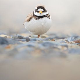 Graceful Spotted Plover on an Enchanted Pebble Beach by Ruben Van Dijk