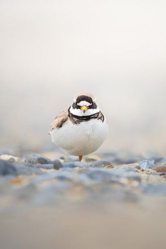 Anmutiger Flussregenpfeifer an einem verwunschenen Kieselstrand