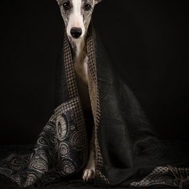 Whippet with scarf by Laura Loeve