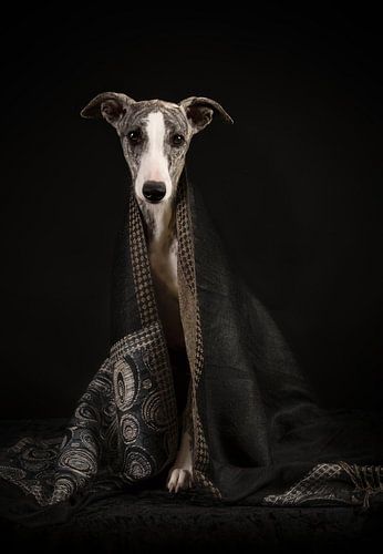 Whippet mit Halstuch