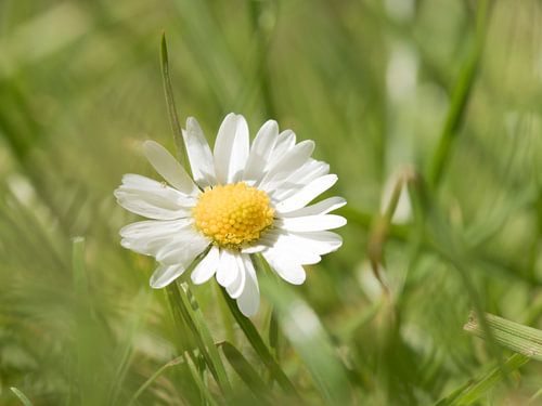Madeliefje in het gras