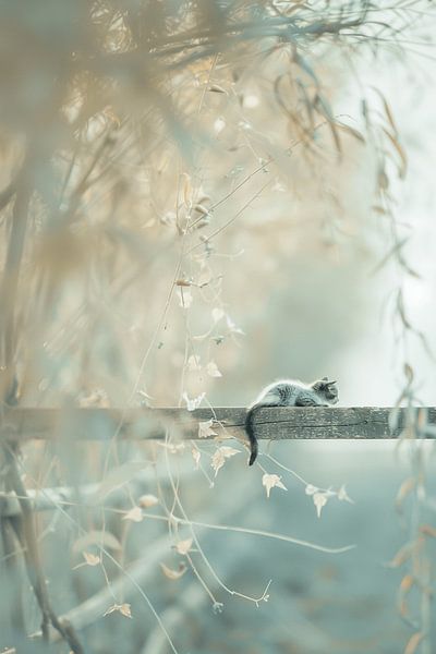 Kitten Balance in Pastel by Karina Brouwer