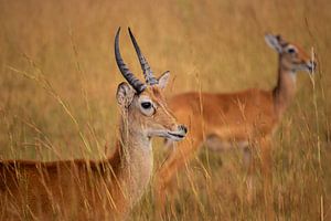 Der Stolz der Savanne - Der Kobold von Uganda