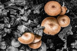 Hallimasch by Dietmar-Kookaburra Photography