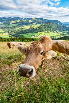 Zoete koe bij de Kapf bij Oberstaufen van Leo Schindzielorz