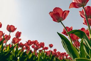 Tulipes rouges au printemps