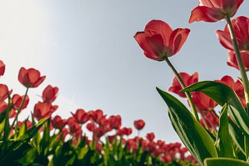 Rode Tulpen in het Voorjaar (1/2) van Sophia Eerden