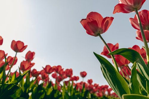 Rode Tulpen in het Voorjaar (1/2)