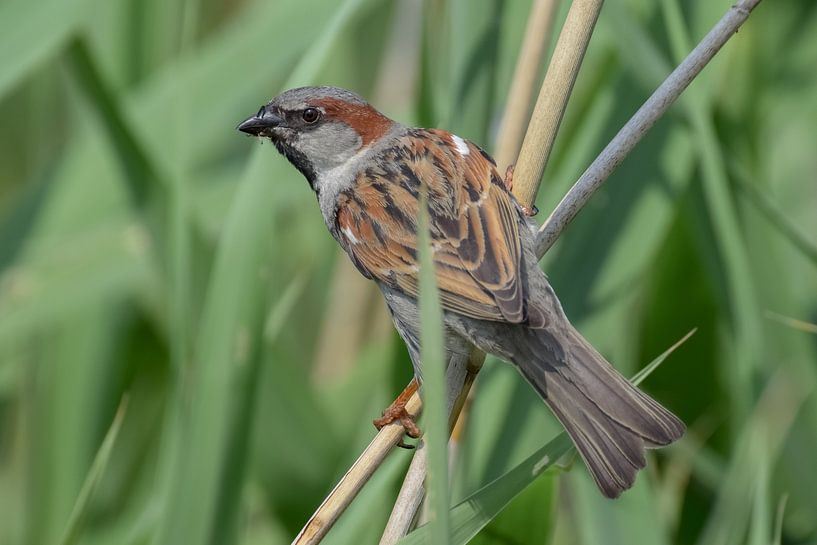 Sparrow by Kim de Been