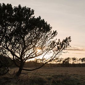 Golden hour in the nature of Denmark by Susanne van Hofwegen