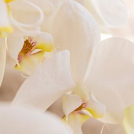 Sunrise Petals III by Piret Victoria Ribas Art & Photography