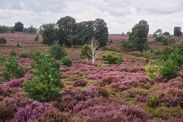 Flowering heather on the Salland Ridge by Ron Poot