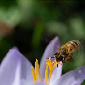Biene fliegt zum Krokus von Ulrike Leone