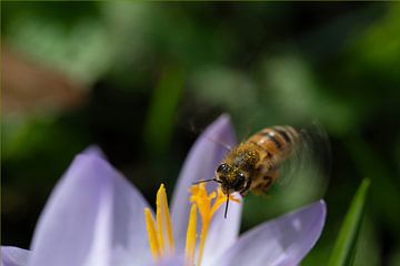 Une abeille vole vers le crocus sur Ulrike Leone