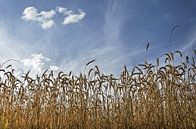 Getreide unter einem Blauen Himmel von Frans Blok Miniaturansicht