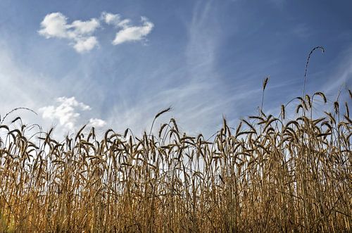 Ears of Curn under a Blue Sky