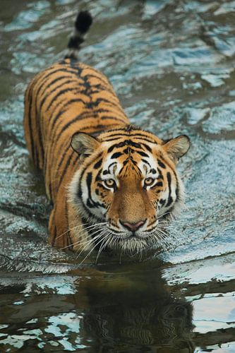 kruipt op het water, een zorgvuldige blik. jonge mooie tijger met expressieve ogen loopt op het wate