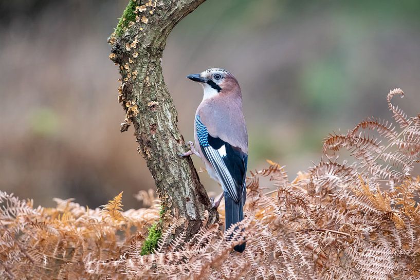 Jay by Aalt van Tongeren