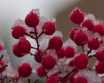 Baies et neige sur Monique Verlouw