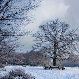 Winter bij de eenzame Eik van Jan de Jong