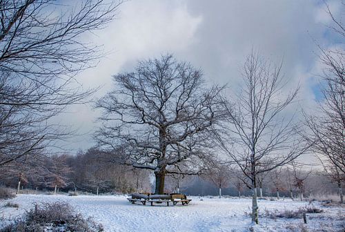 Winter bij de eenzame Eik