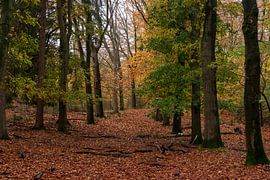 Autumn colours in the forest by Merijn Loch