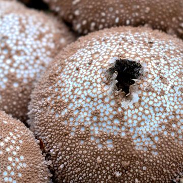 Paysage lunaire d'un champignon sur Veerle Addink