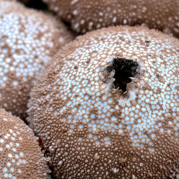 Maanlandschap van een paddenstoel van Veerle Addink
