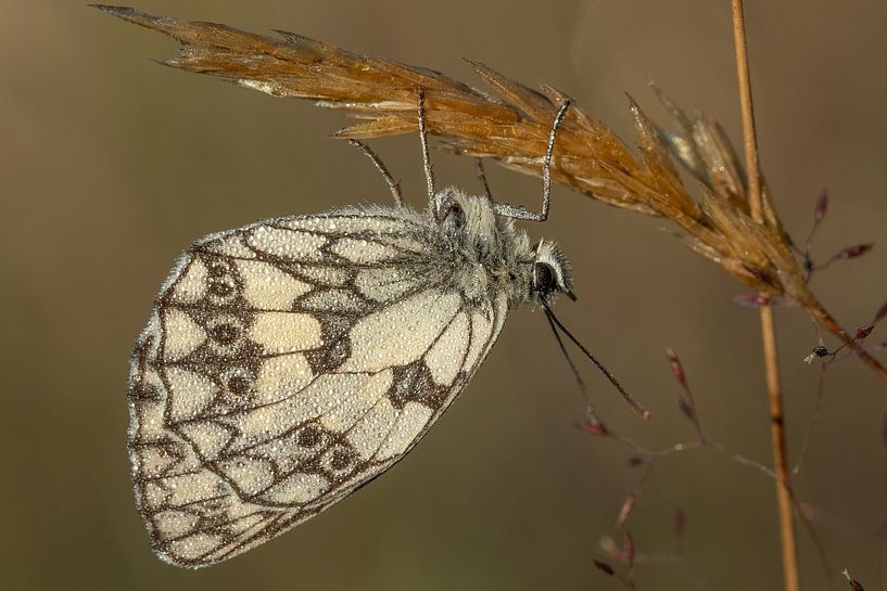 Marbled white in the Viroinval by Sven Scraeyen