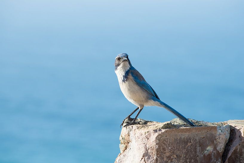 Geai bleu par Robert Styppa
